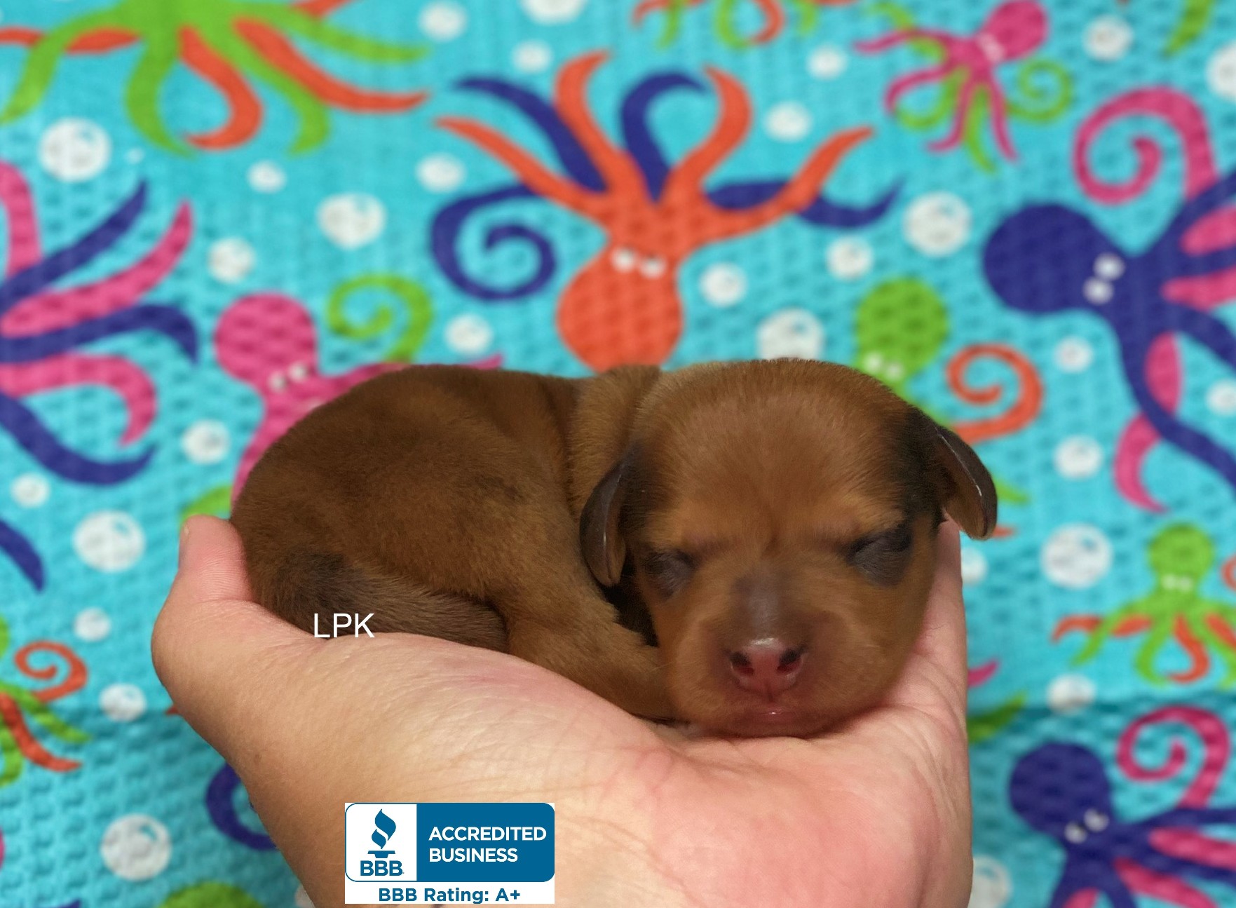 dakine mini dash barley